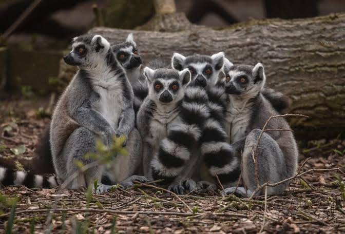 Chester Zoo