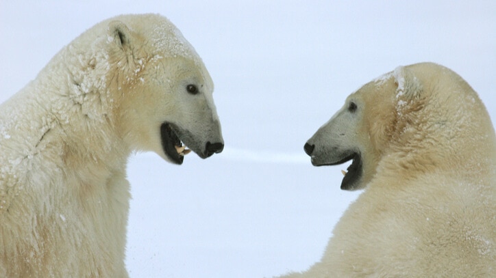 10 Wild Animal Articles to Share with Your Students