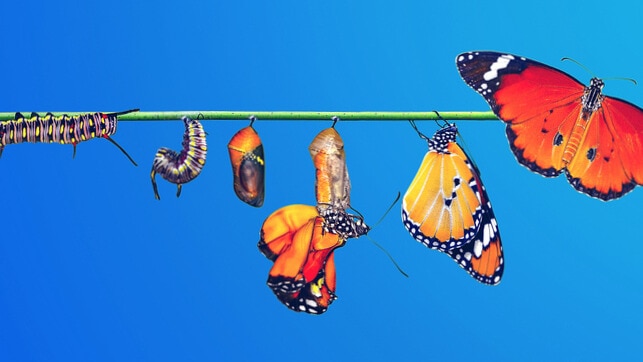 Student Article: Why Some Creatures Transform