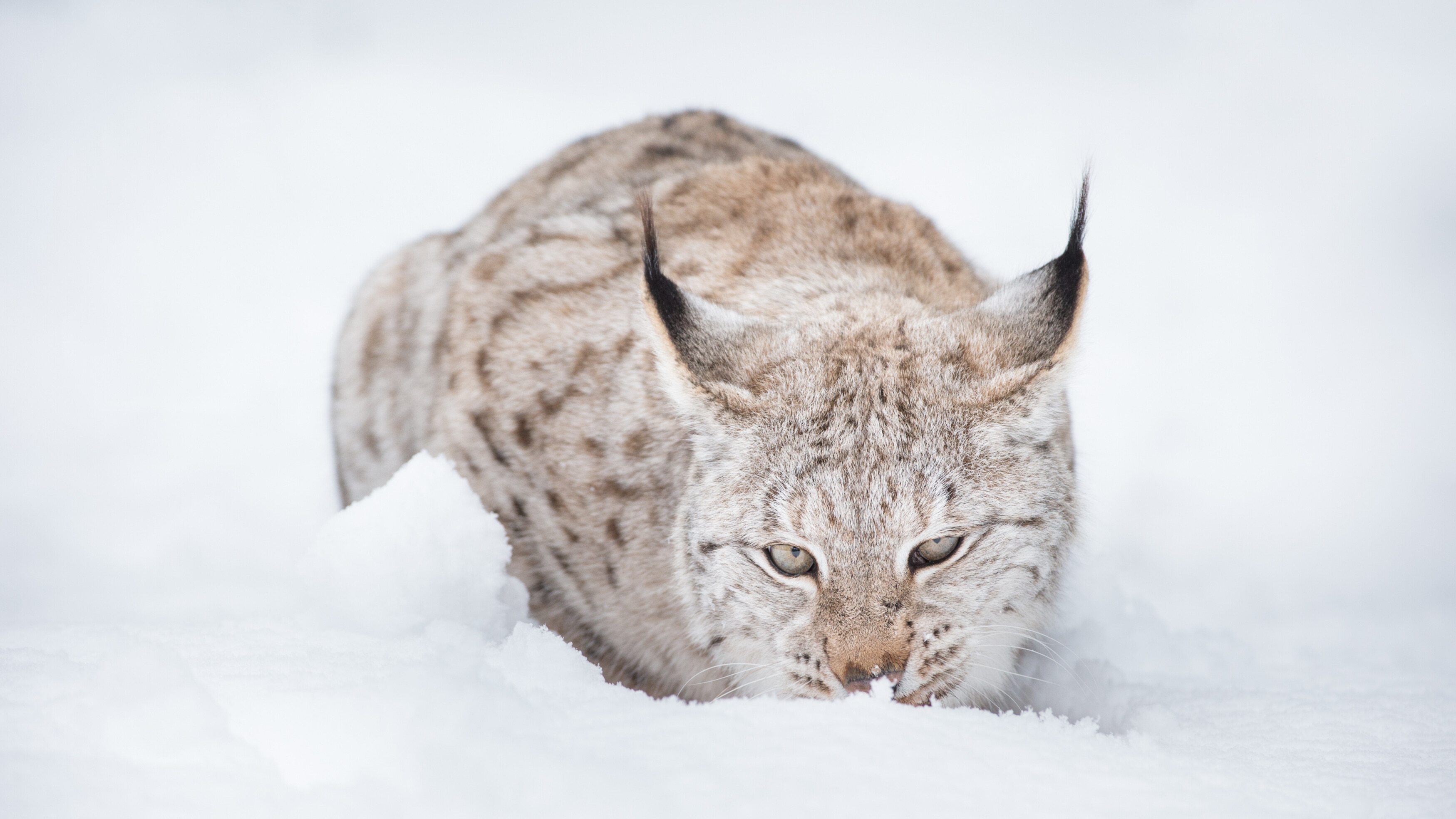 Animals in Winter Video Playlist