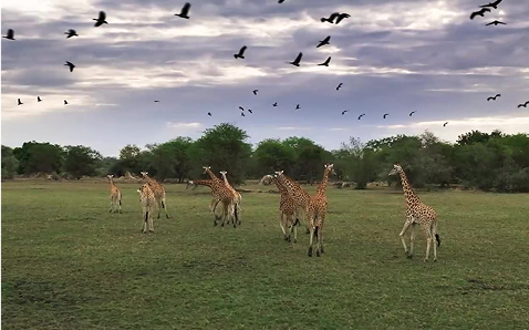 A herd of giraffe