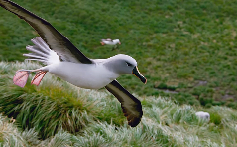 A seabird in flight