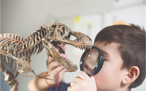 A child looking at a T-Rex model with a magnifying glass